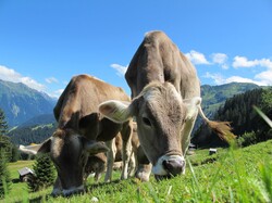 Cows on pasture in Austria Blue Sky Landscape