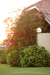 Red bougainvillea bush near a house and light post