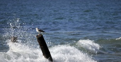 Seagull sitting on post with waves crashing around it