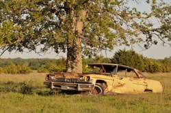 A large tree is growing our the engine compartment of an old abandoned yellow car, in an Oklahoma country field.