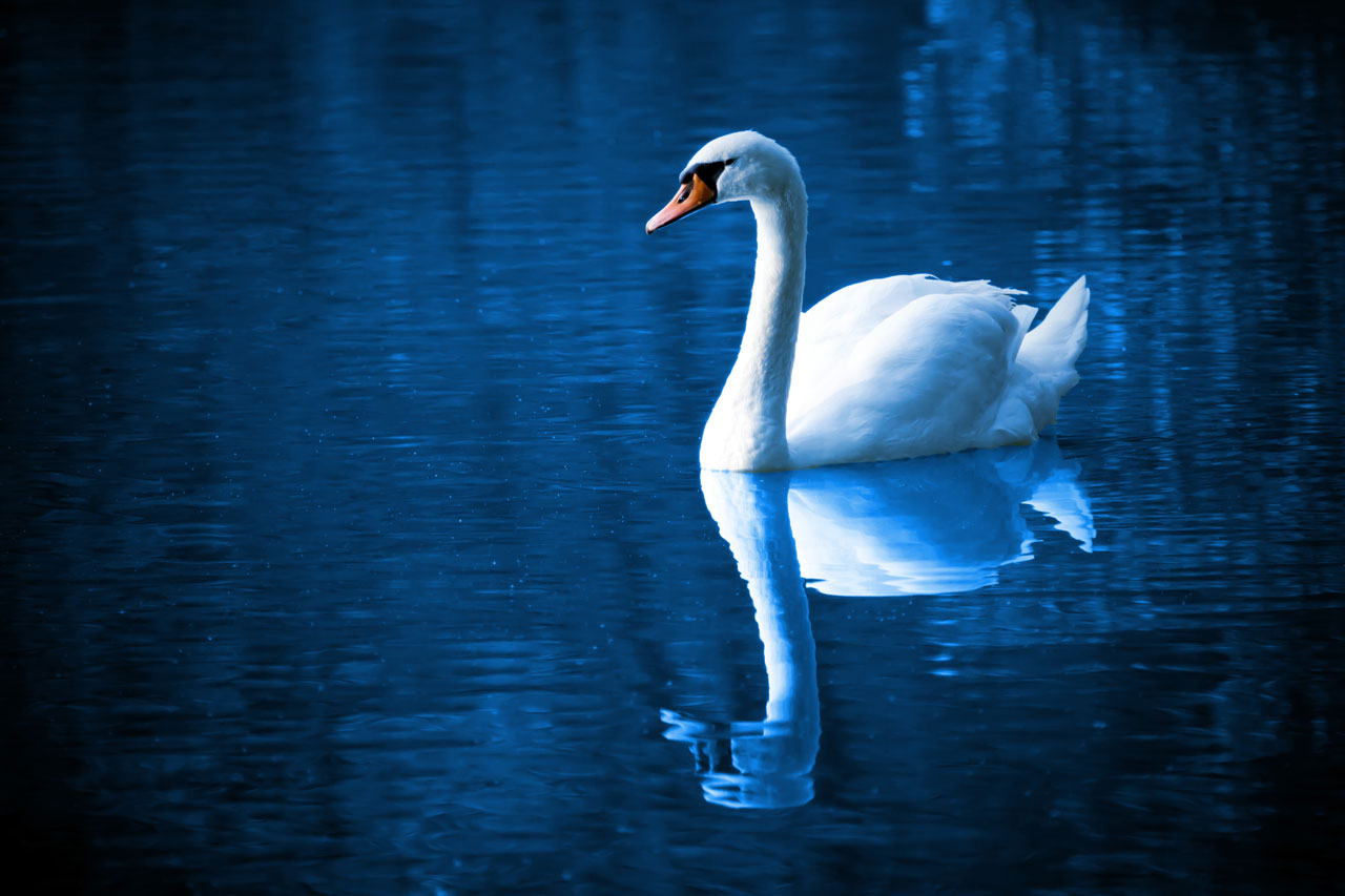 Blue photo of swan on lake
