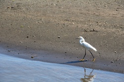 Costa Rica White Crane