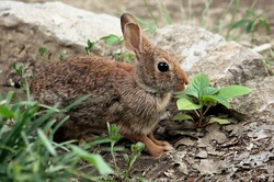 Close-up of a cute little brown cottontail rabbit as he is coming out of hiding in one of my flower beds.