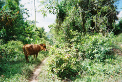 Moo Cow in Jamaica