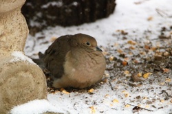 A cold little mourning dove is all puffed up and hiding from the snow under a bench on a cold winter day.