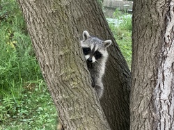 Raccoon Hiding