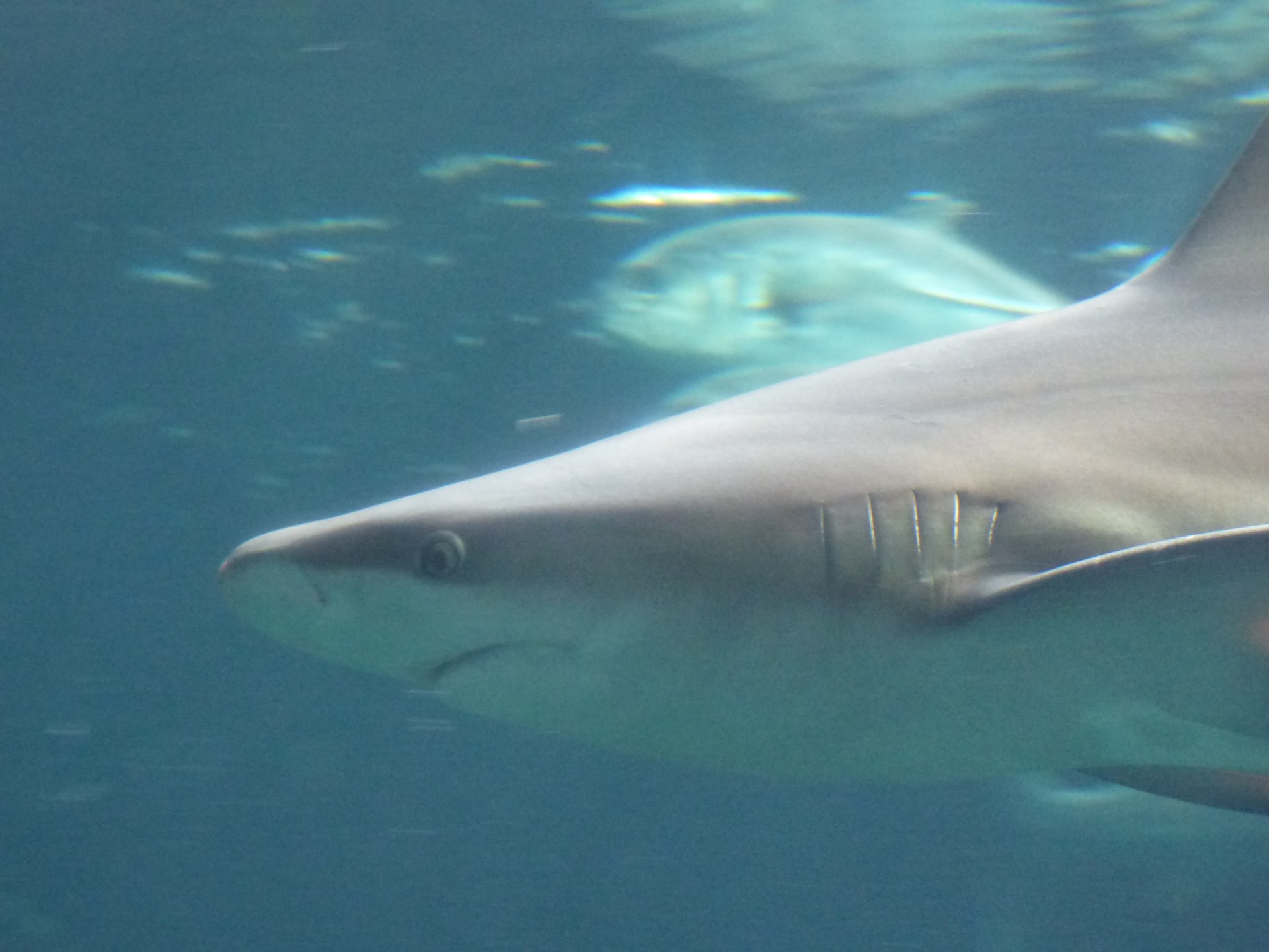 Gray shark profile