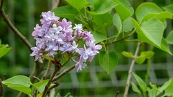 Flowers In The Park