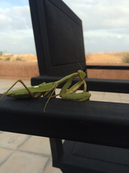 Praying mantis, Morocco