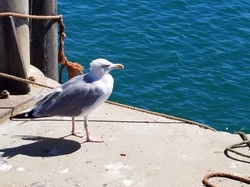 Seagull by water at harbor