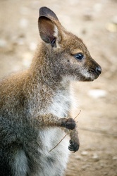 Portrait of a baby kangaroo