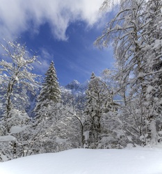 Beautiful Winter Landscape with Mountain