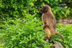 Gelada sitting on a stump