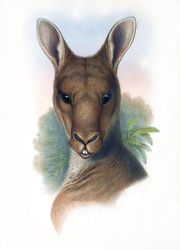 Kangaroo Marsupial Vintage Clipart Old Antique Illustration Poster