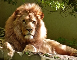 Portrait of a male lion resting