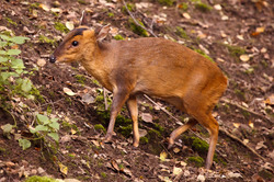 Baby of Reeves Muntjac