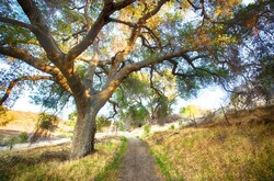 Dirt path passes under a spreading oak tree into the distance.