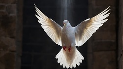 Dove as a symbol of Pentecost