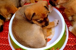 Puppy in a bowl sleeping