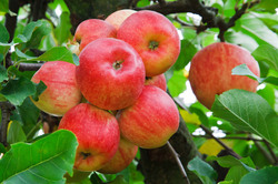 Red apples growing on tree