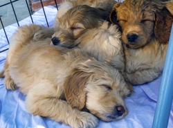 Pile of sleeping Golden Doodle Pups