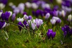 Spring Flowers