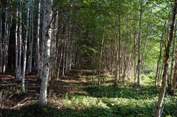 Path through white birch trees with light and dark areas