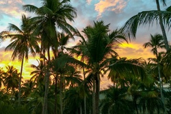 Many palm trees at sunrise on a tropical island