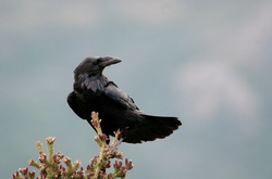 Portrait of a Common Raven