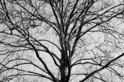 Scary black and white tree