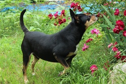 Our dog gets compliments for his black coat and brown patterns, he was just a pound puppy but has been compared to Rottweiler, English shepherd, Australian kelpie, and Manchester terrier