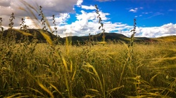 Yellow Field