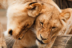 Two cuddling lionesses