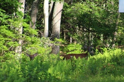 Two deer in the woods