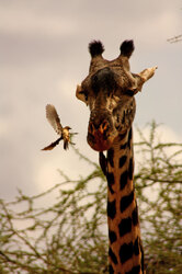 Giraffe in Tsavo