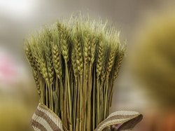 Thanksgiving wheat bundle isolated for greeting and DIY project layering. Fall colors to enhance your greeting