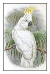  Parrot Cockatoo Bird Vintage