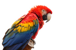 Scarlet Macaw