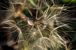 Snail And Dandelion In Color