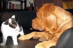 An intense look between cat and dog (best friends)