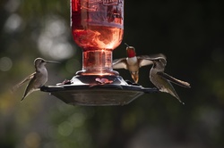 Hummingbirds looking like they are sharing news of the day around the dining table