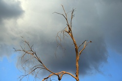 Bare tree against a cloud