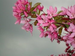 Cherry blossoms against stormy sky