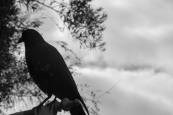 Black and white image with crow silhouetted against stormy sky