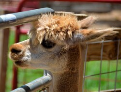 Alpaca closeup at petting zoo