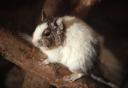 Degu rodent pet from Chile Zoo Photography