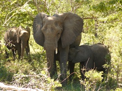 Botswana Elephants in the Wild