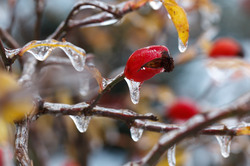 Icicles hanging from the branches of wild roses from the rain in winter