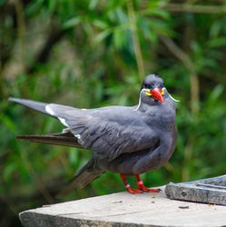 Inca tern bird