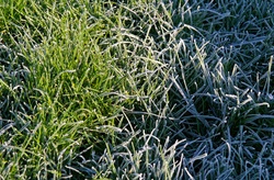 Frosty Grass On A Cold Winter Morning